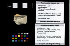 Foto (Objekt + Etikett) von Discutiolira moesica (Muţiu & Bădăluţă, 1971)  (NHMW-GEO-1990-0041-3914)